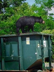 Black bear standing on a dumpster